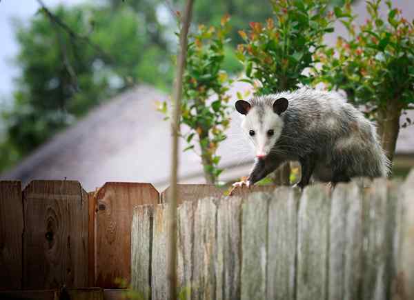 L'avantage surprenant des Opossums tous les propriétaires devraient connaître