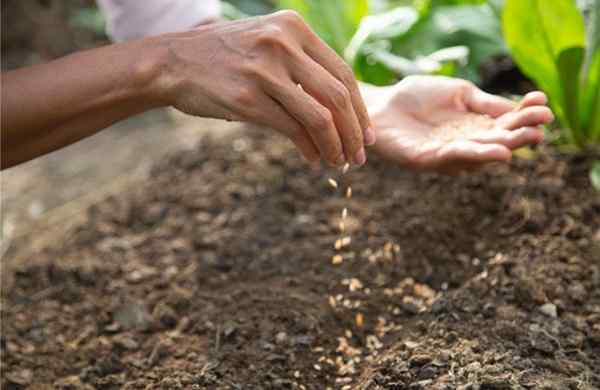 Os truques das sementes trocadas de comércio por diversão e frugalidade