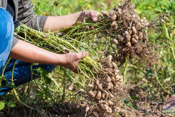 Tanaman yang satu ini bisa memberi Anda kebun sayur terbaik