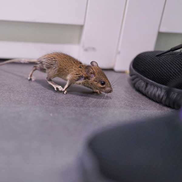 Este sorprendente truco mantendrá a los ratones alejados para siempre