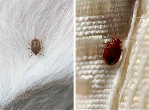 Centang vs. Bed Bug Cara Memberi Tahu Perbedaan Antara Hama terkenal ini