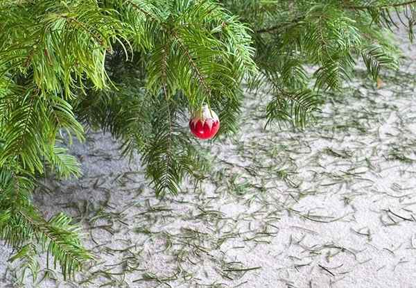 Petua teratas untuk menurunkan pokok Krismas