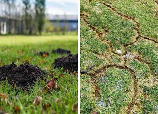 Vole vs. Mole wie man erstellt, welcher Schädling durch Ihren Garten und Ihren Garten Tunnel durchläuft