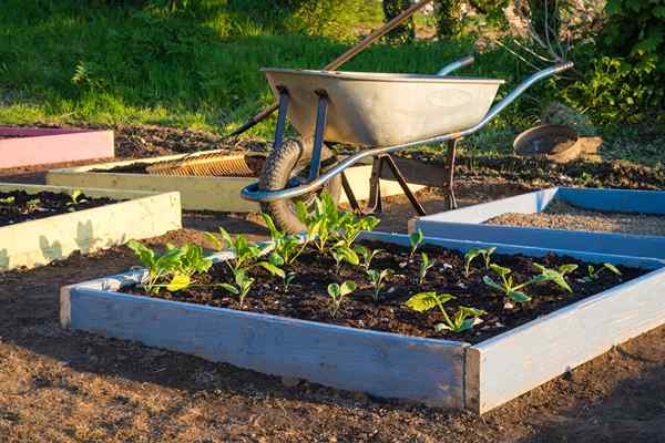 Ce qu'un été plus chaud que la moyenne signifie pour votre jardin cette année