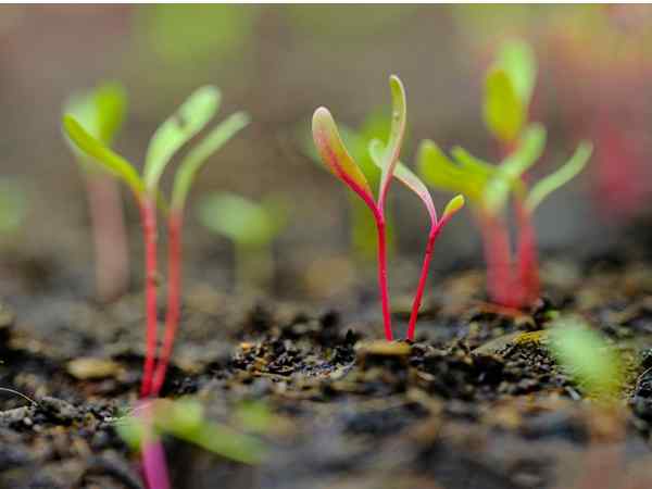 Apakah kaedah berkebun tanpa dignya, dan mengapa anda harus mencubanya musim bunga ini