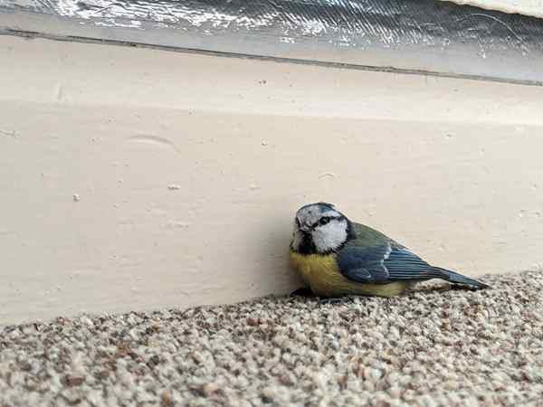 Que faire si un oiseau vole dans votre maison