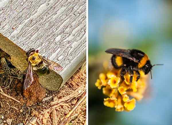 Qual é a diferença? Carpenter Bee vs. Bumblebee