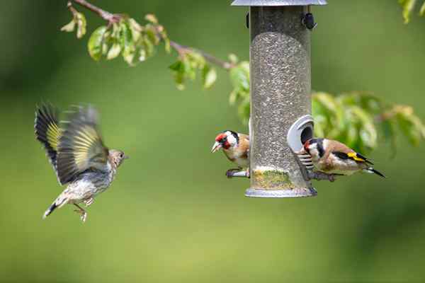 Pourquoi tu devrais abattre votre mangeoire à oiseaux d'arrière-cour - au moins pour l'instant