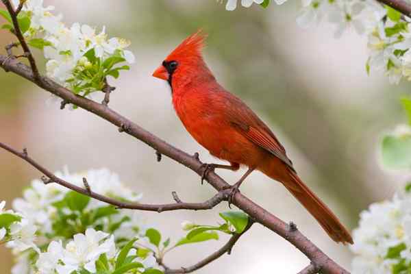 10 todsichere Möglichkeiten, um Kardinäle in Ihren Garten zu gewinnen