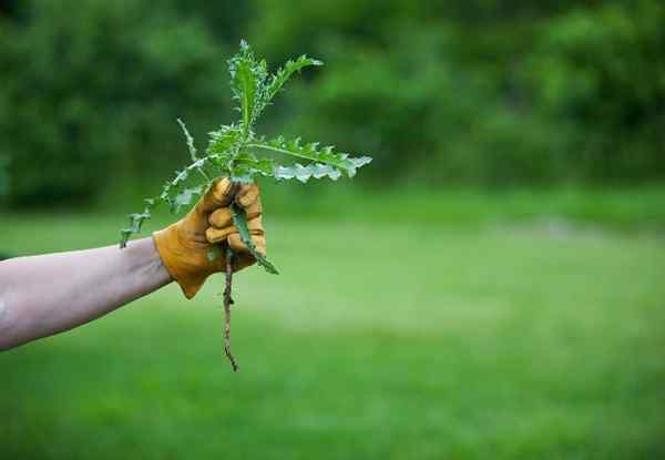 10 cosas que debe saber al tirar de las malas hierbas