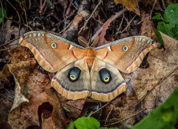 10 types de papillons