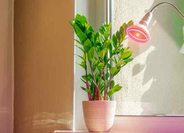 12 hacks berguna untuk ibu bapa houseplant malas