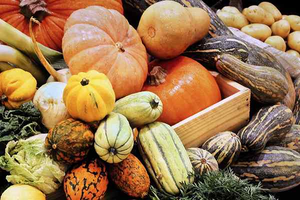 12 Jenis Squash Semua tukang kebun rumah harus tahu