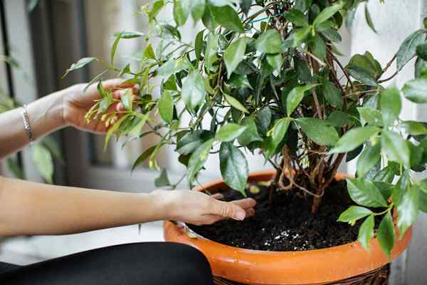 14 plantas internas perfumadas que farão sua casa cheirar incrível