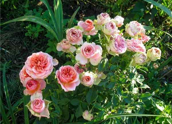 14 flores a la antigua que todavía se ven geniales en los jardines caseros de hoy