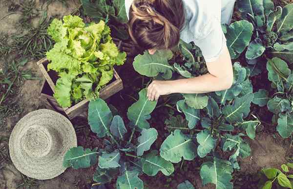 15 superalimentos que son fáciles de cultivar