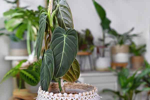 23 odmiany Philodendron idealne do wypełniania kolekcji roślin doniczkowych