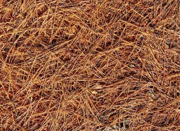 6 cosas que debe saber sobre Pine Straw Mulch