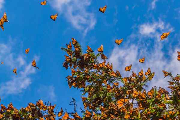 7 cosas que no sabías sobre la migración anual de mariposa monarca