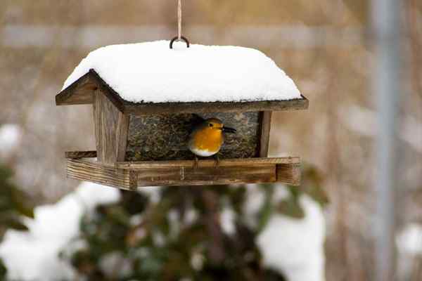 9 Dinge, die Sie tun können, um die Vögel im Winter gut zu ernähren