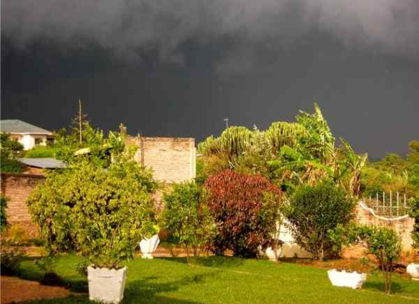 9 formas de mantener seguras sus plantas al aire libre durante las tormentas