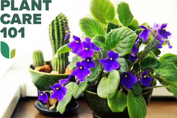 African Violet Care spotykają się z niskobęzną rośliną domową, która kwitnie przez cały rok