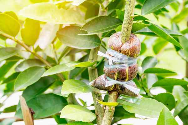 As camadas de ar tornam a propagação de suas plantas favoritas, como