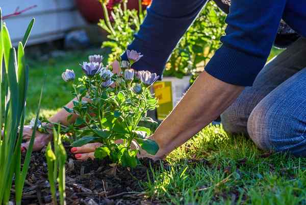 Anuais vs. Perenes 8 considerações importantes que todo jardineiro de casa deve saber