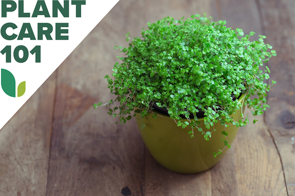 Lágrimas de bebê Cuidados de plantas Encontre a cobertura do solo que você pode crescer dentro de casa