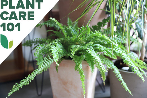 Boston Fern Care, dominando as folhas finais desta planta popular