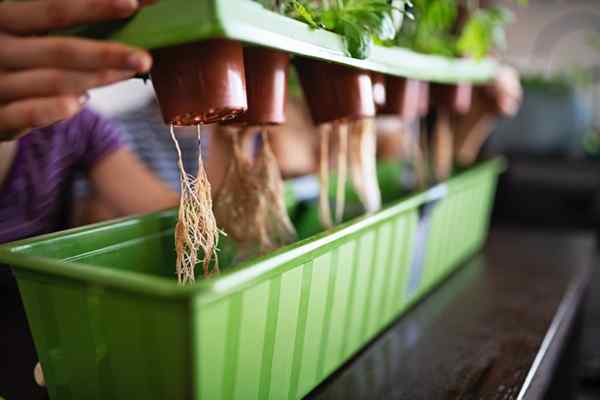 DIY Hydroponics 101 Todo lo que necesita saber sobre las plantas en crecimiento sin tierra