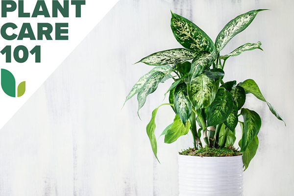 Dumb Cane Care Poznaj łatwą roślinę domową z pełnymi, pochlebnymi liśćmi