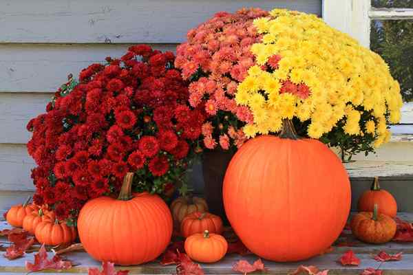 Fall Mums Cómo cuidar las flores resistentes y coloridas del otoño