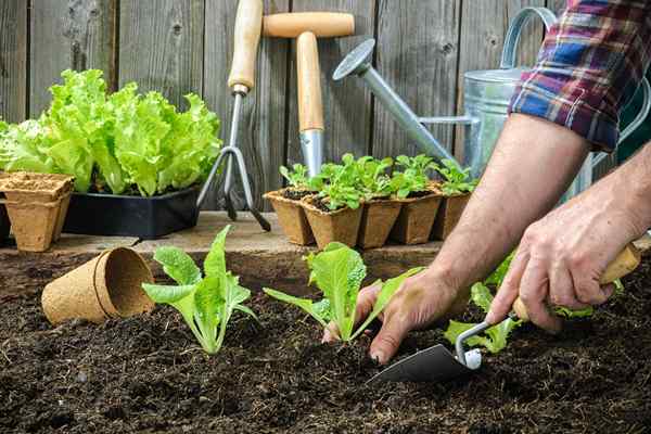 Garden Lime Comment l'utiliser efficacement dans votre paysage domestique