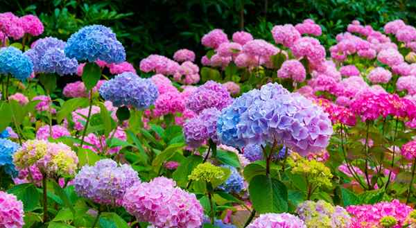 Cara mengubah warna hydrangea