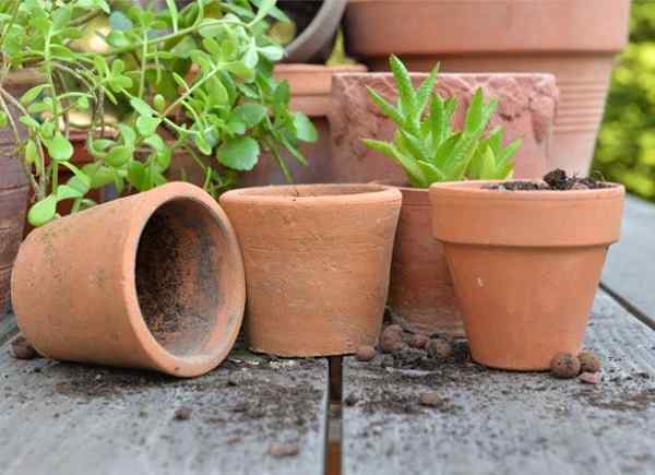 Como limpar os vasos de terracota