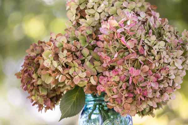 Cómo secar las hortensias para pantallas impresionantes