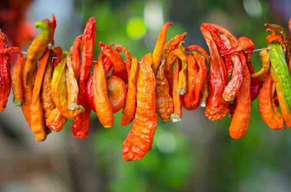 Cara mengeringkan paprika untuk menendang bumbu sepanjang tahun