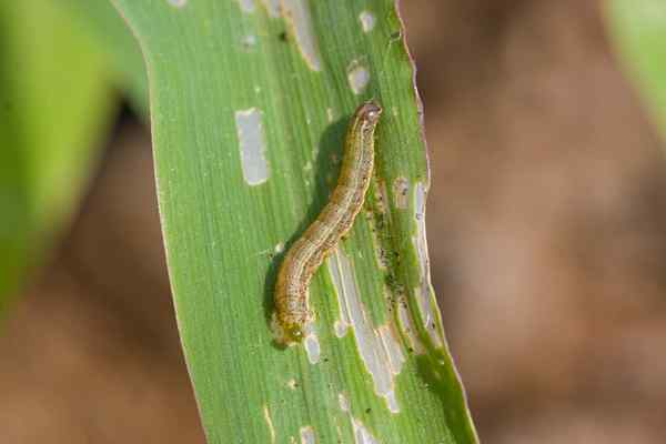 Jak pozbyć się armyworms