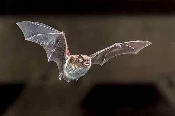 Cómo deshacerse de los murciélagos y mantenerlos alejados para bien