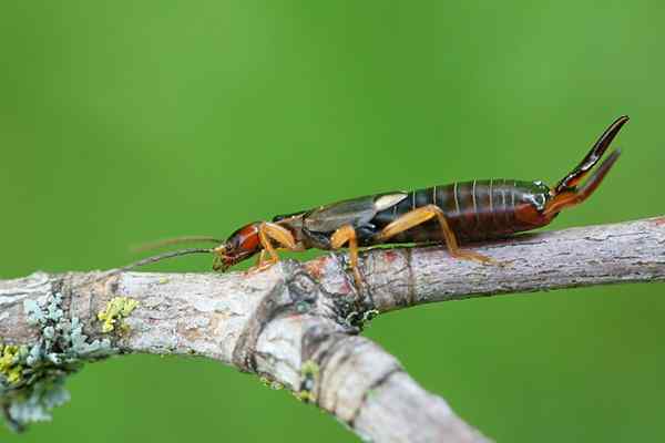 Cara Menghilangkan Earwigs