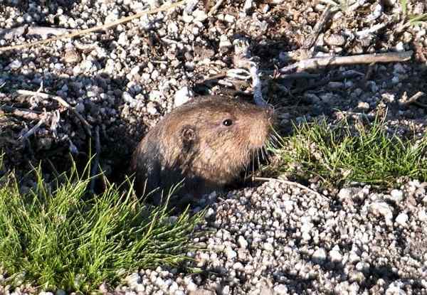 Bagaimana menyingkirkan gophers