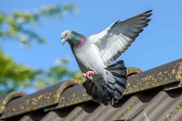 Cómo deshacerse de las palomas de manera segura, humanamente y permanente