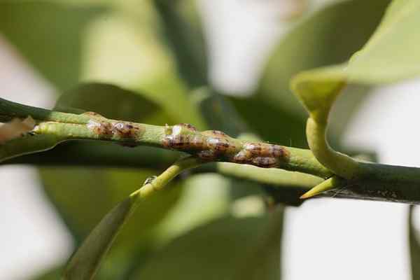 Cómo deshacerse de la escala en las plantas