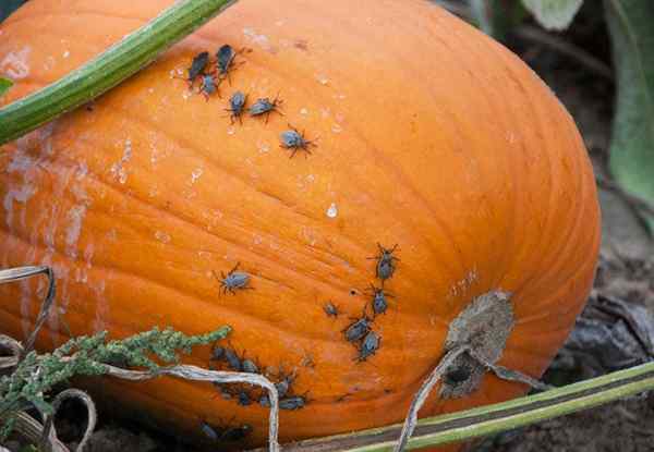 Cara Menghilangkan Bug squash-dan jauhkannya dari kebun anda untuk kebaikan