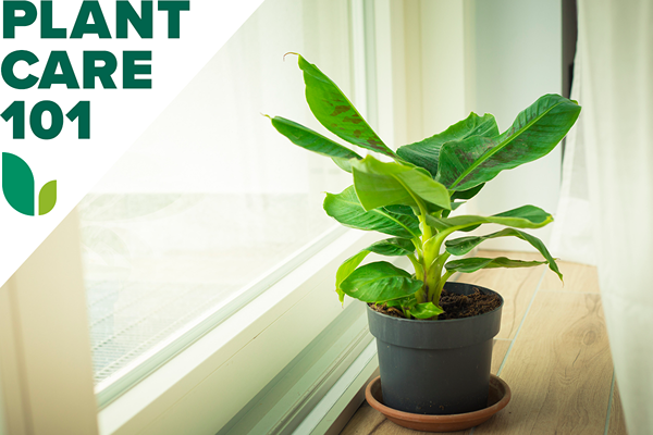 Comment cultiver une plante banane à l'intérieur