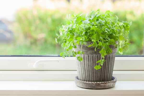 Cómo cultivar cilantro en interiores para hierbas frescas durante todo el año