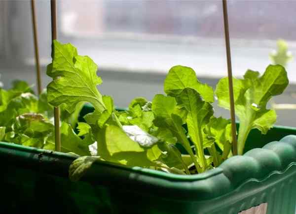 Wie man das ganze Jahr über für frische Salatgrüne Salat in Innenräumen anbaut