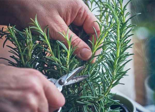 Cara menumbuhkan rosemary di dalam ruangan