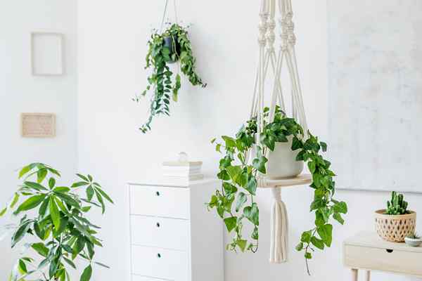 Comment accrocher les plantes du plafond